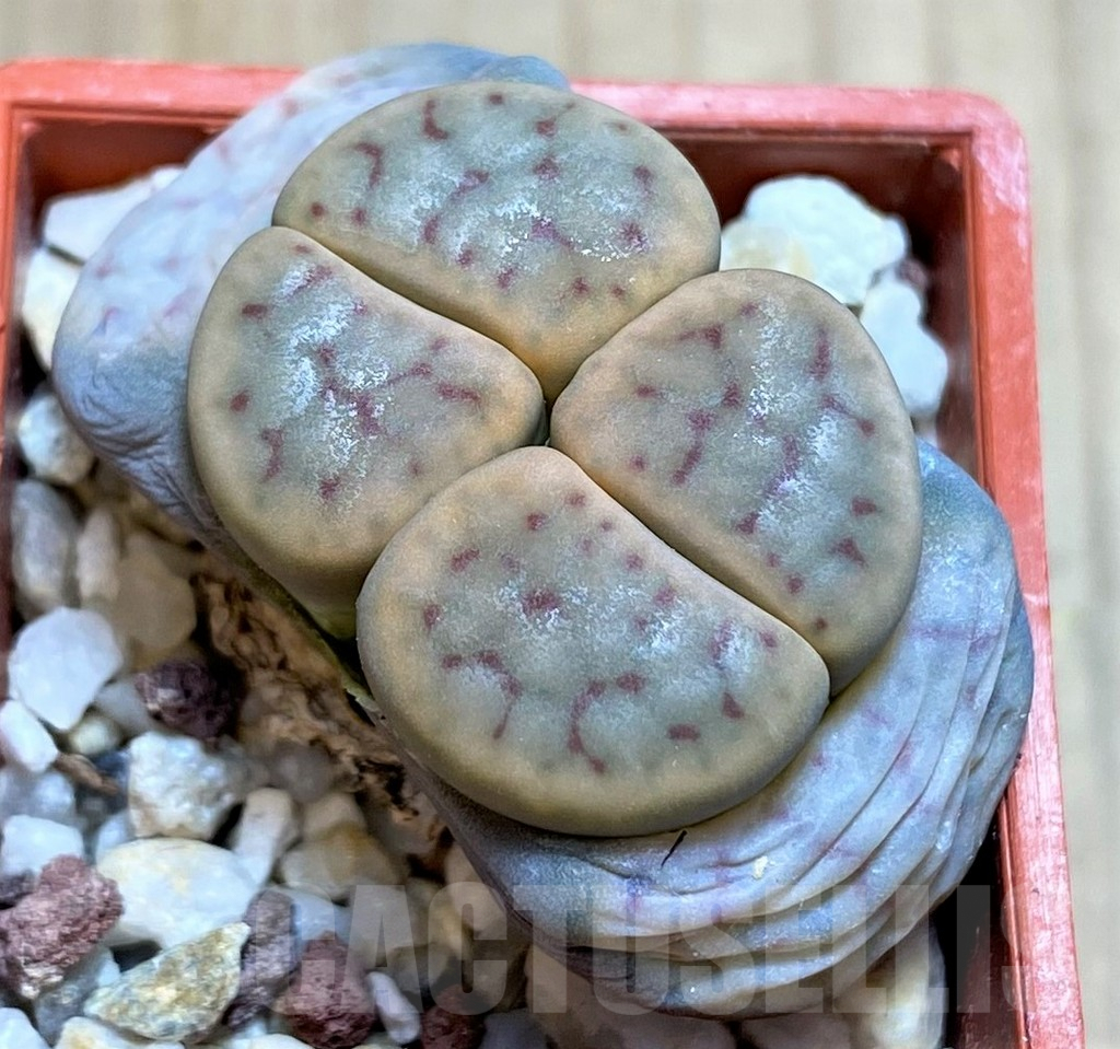 SH2707 Lithops schwantesii v.kuibisensis