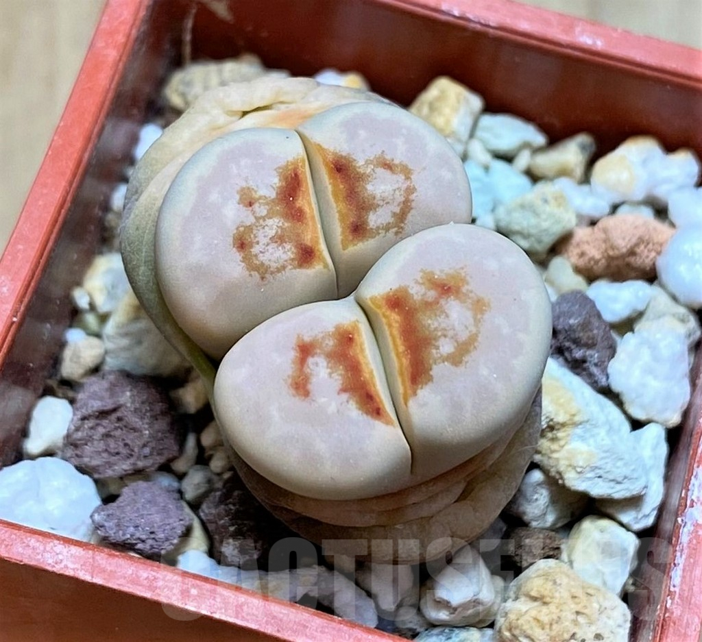 SH2709 Lithops julii ‘Hot Lips’