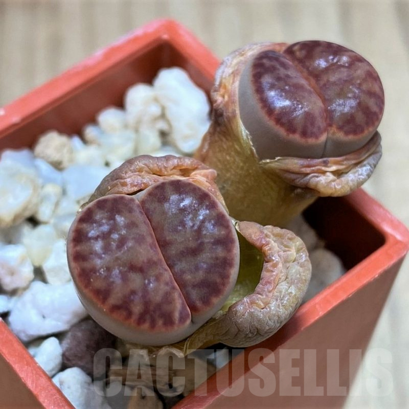 SH2678 Lithops bromfieldii C041