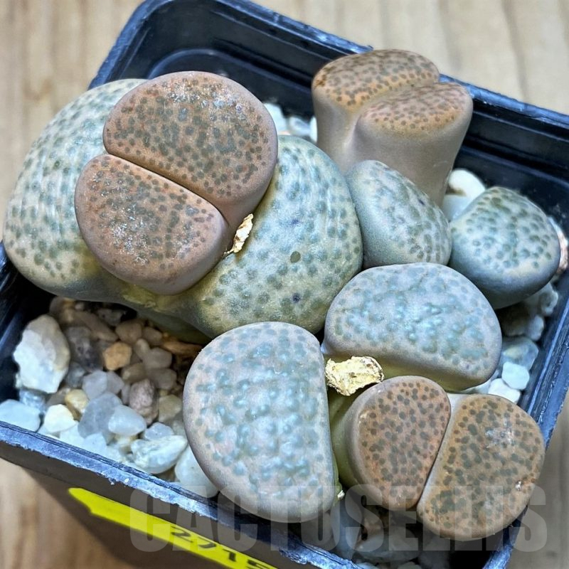 SH2715 Lithops fulviceps