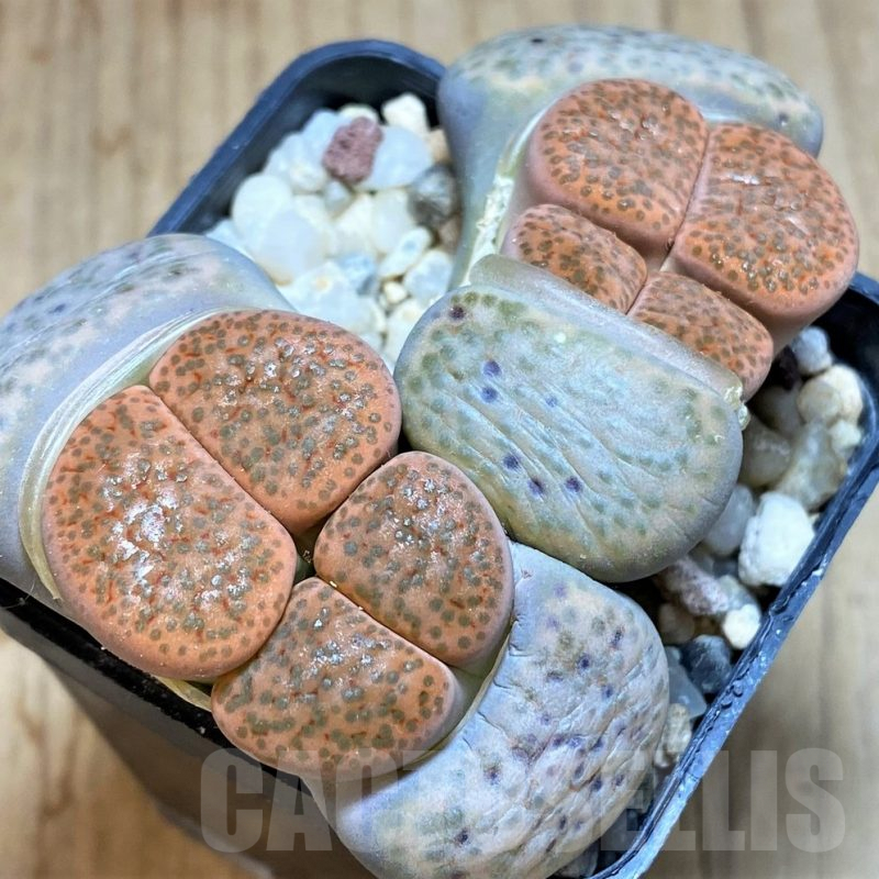SH2719 Lithops fulviceps