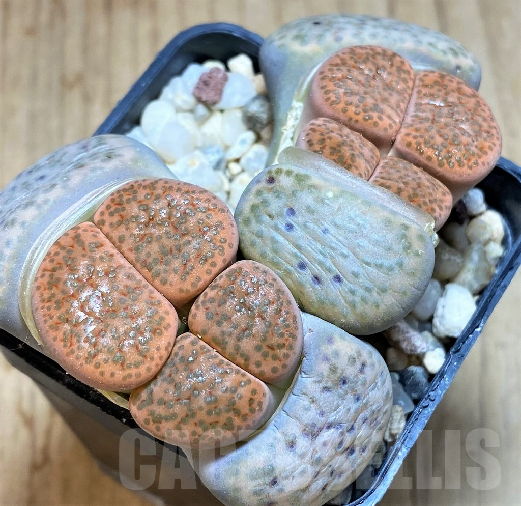 SH2719 Lithops fulviceps