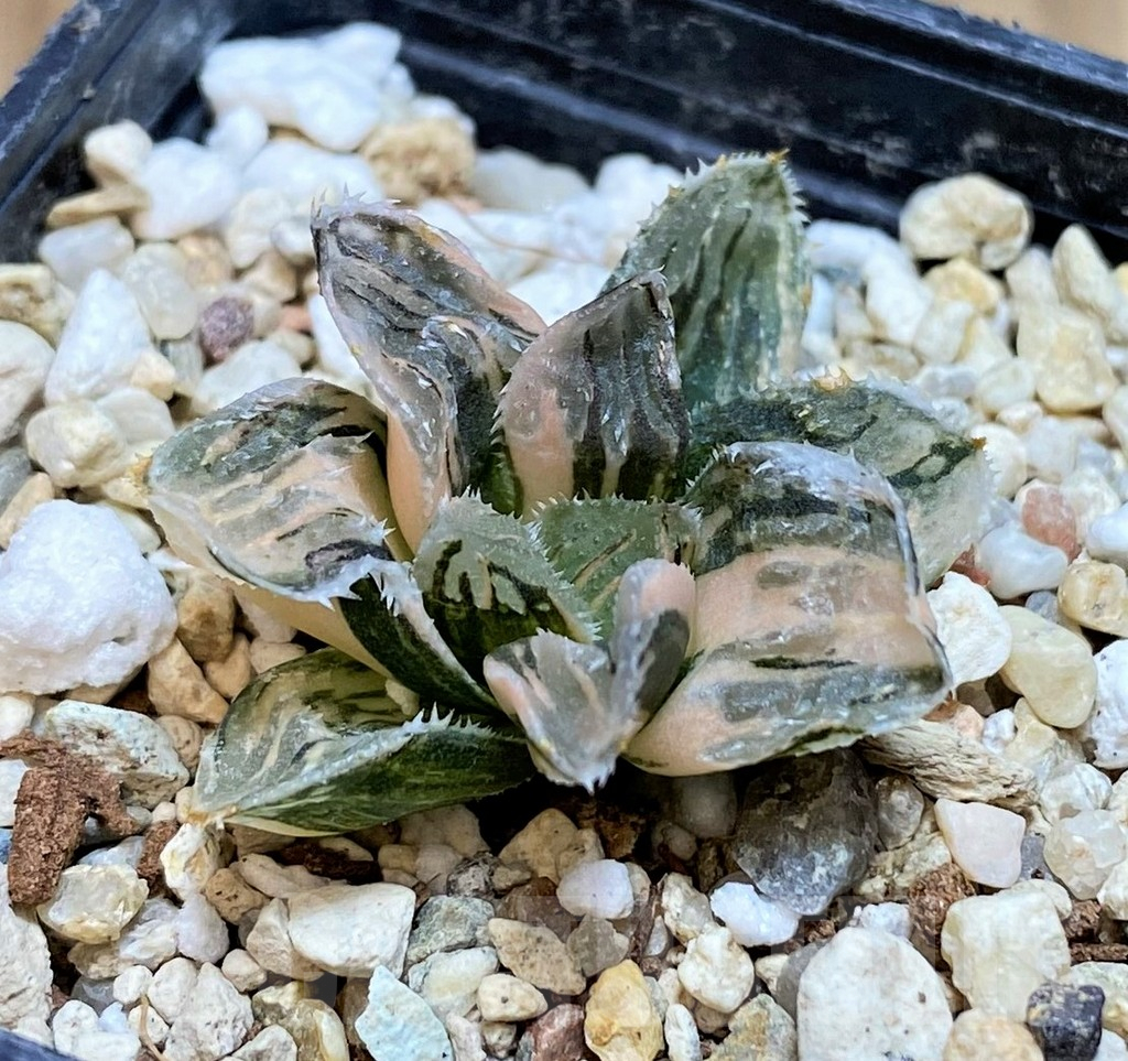 SH2773 Haworthia 'Kegazato' f. variegata - Image 2
