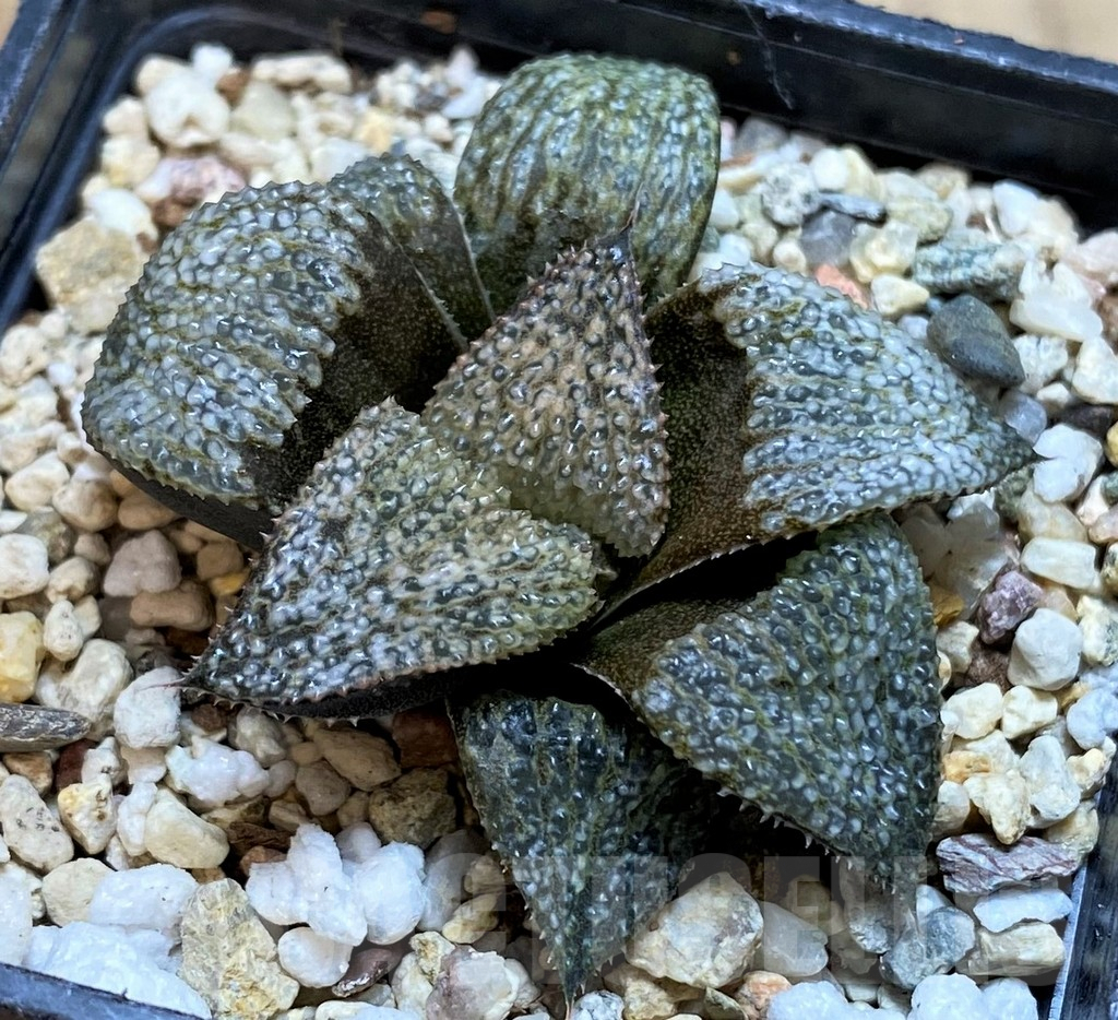 SH2775 Haworthia splendens GM - immagine 2
