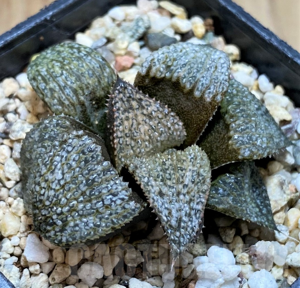 SH2775 Haworthia splendens GM