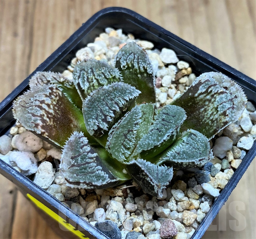 SH2778 Haworthia 'Yuki Usagi' (Snow Rabbit) - immagine 2