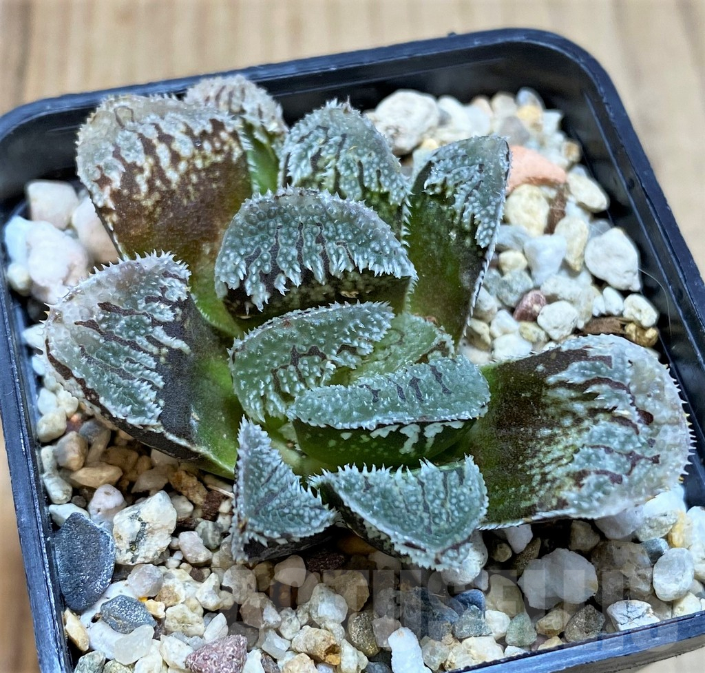 SH2778 Haworthia 'Yuki Usagi' (Snow Rabbit)