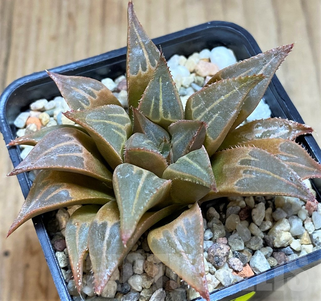 SH2779 Haworthia mirabilis v. mundula - Image 2
