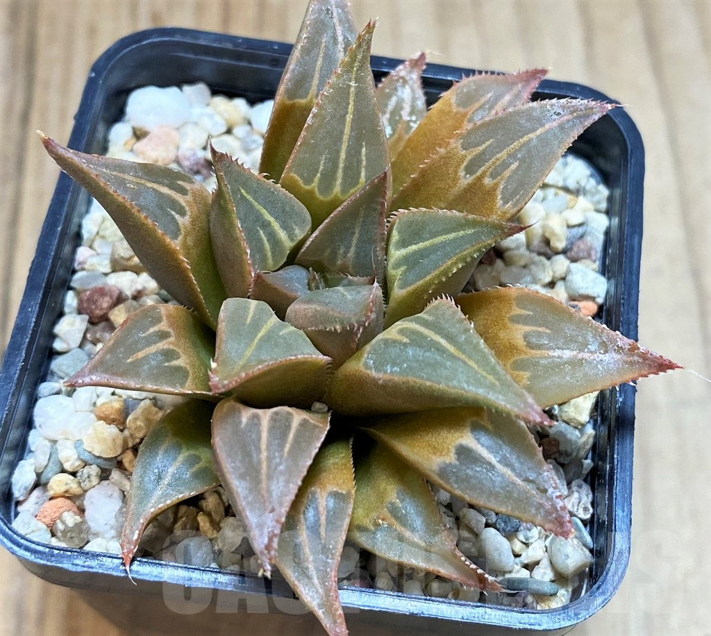 SH2779 Haworthia mirabilis v. mundula