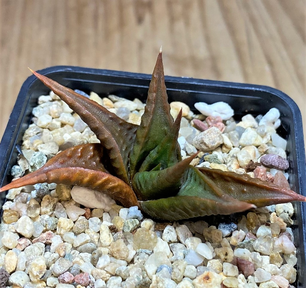 SH2780 Haworthia limifolia v. arcana – Bild 2