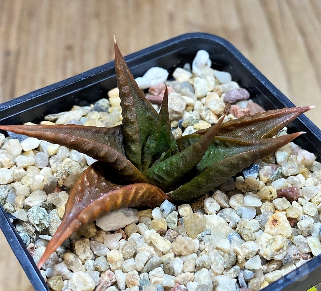 SH2780 Haworthia limifolia v. arcana