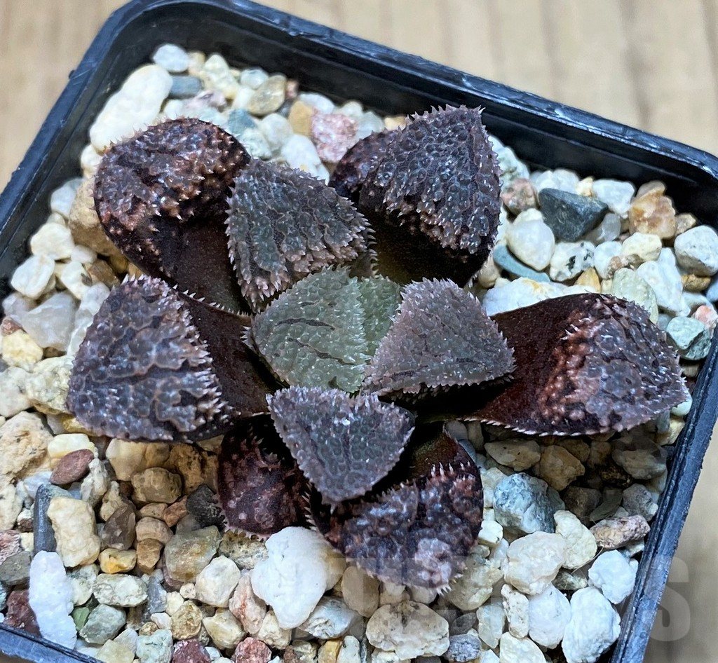 SH2781 Haworthia 'Mordor' hybrid - immagine 2