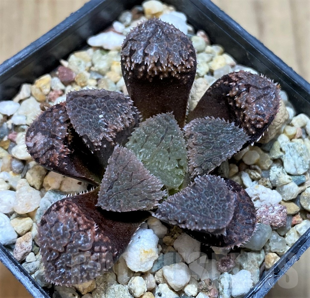 SH2781 Haworthia 'Mordor' hybrid