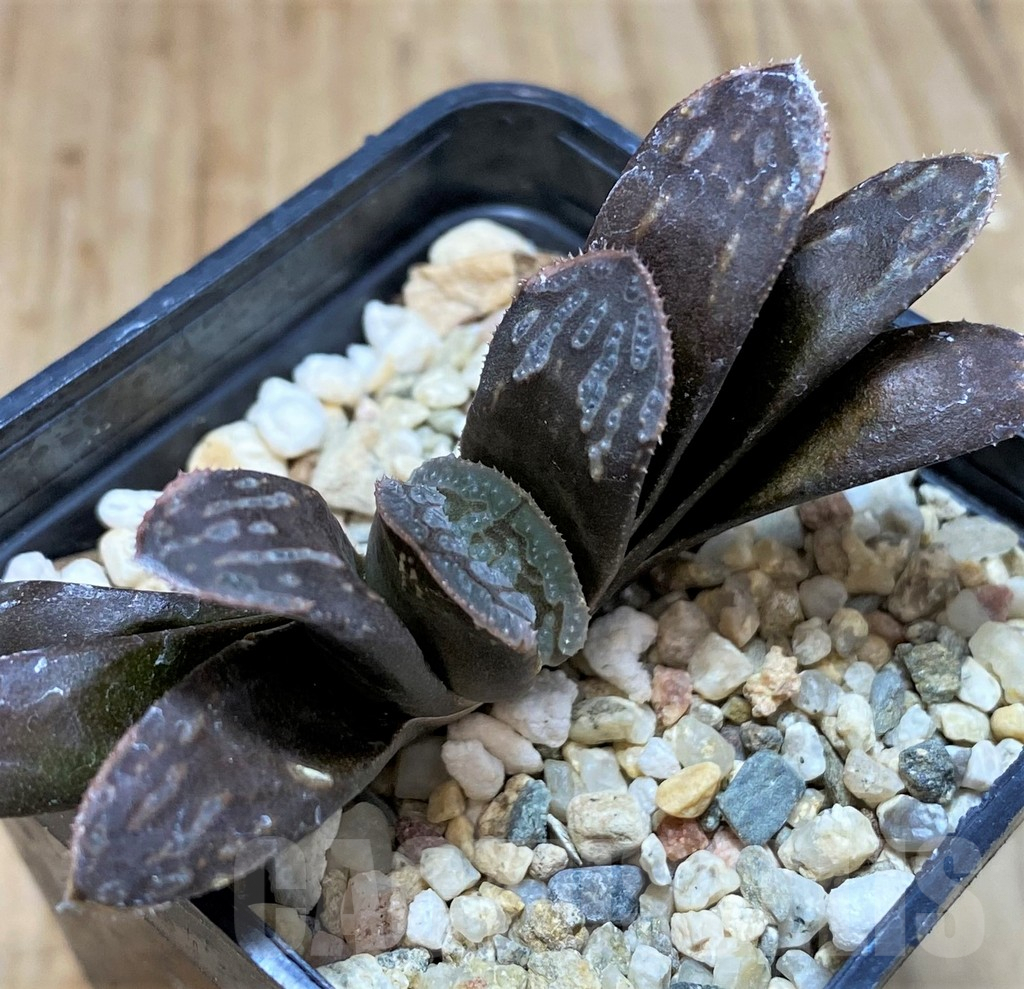 SH2782 Haworthia magnifica hybrid - Image 3