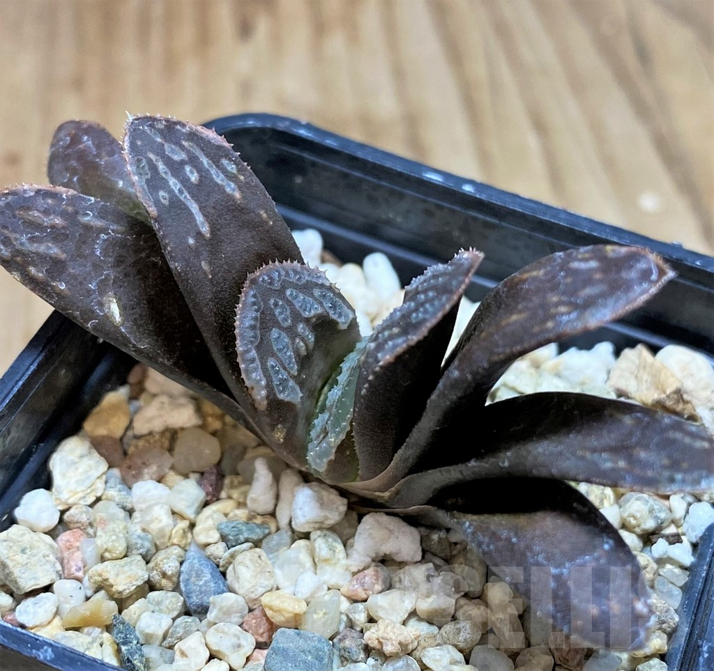 SH2782 Haworthia magnifica hybrid - Image 2