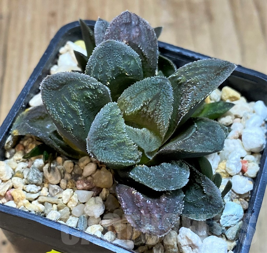 SH2783 Haworthia 'Tiger Pygmaea' not variegata - Image 3