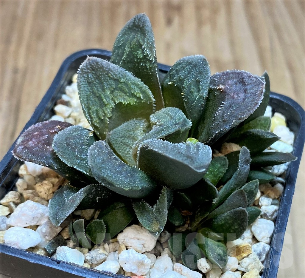 SH2783 Haworthia 'Tiger Pygmaea' not variegata - Image 2
