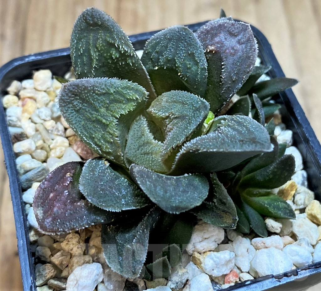 SH2783 Haworthia 'Tiger Pygmaea' not variegata