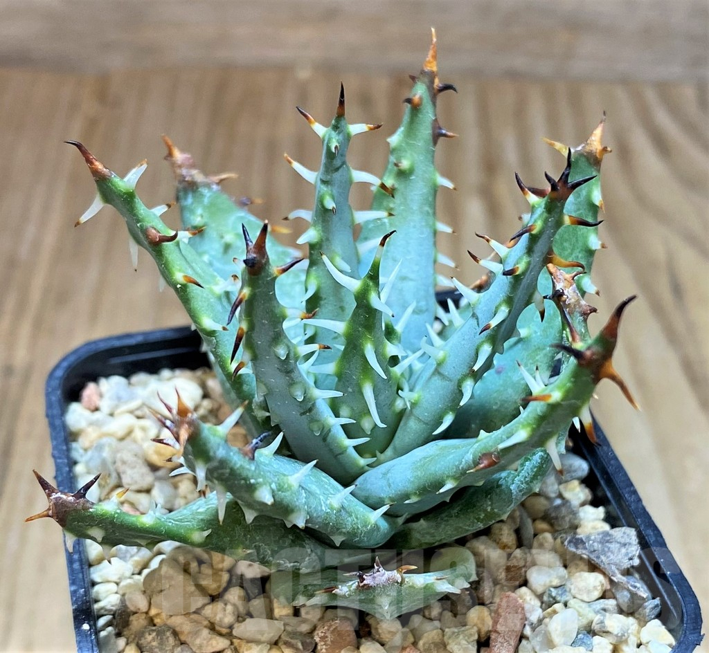 SH2785 Aloe erinacea