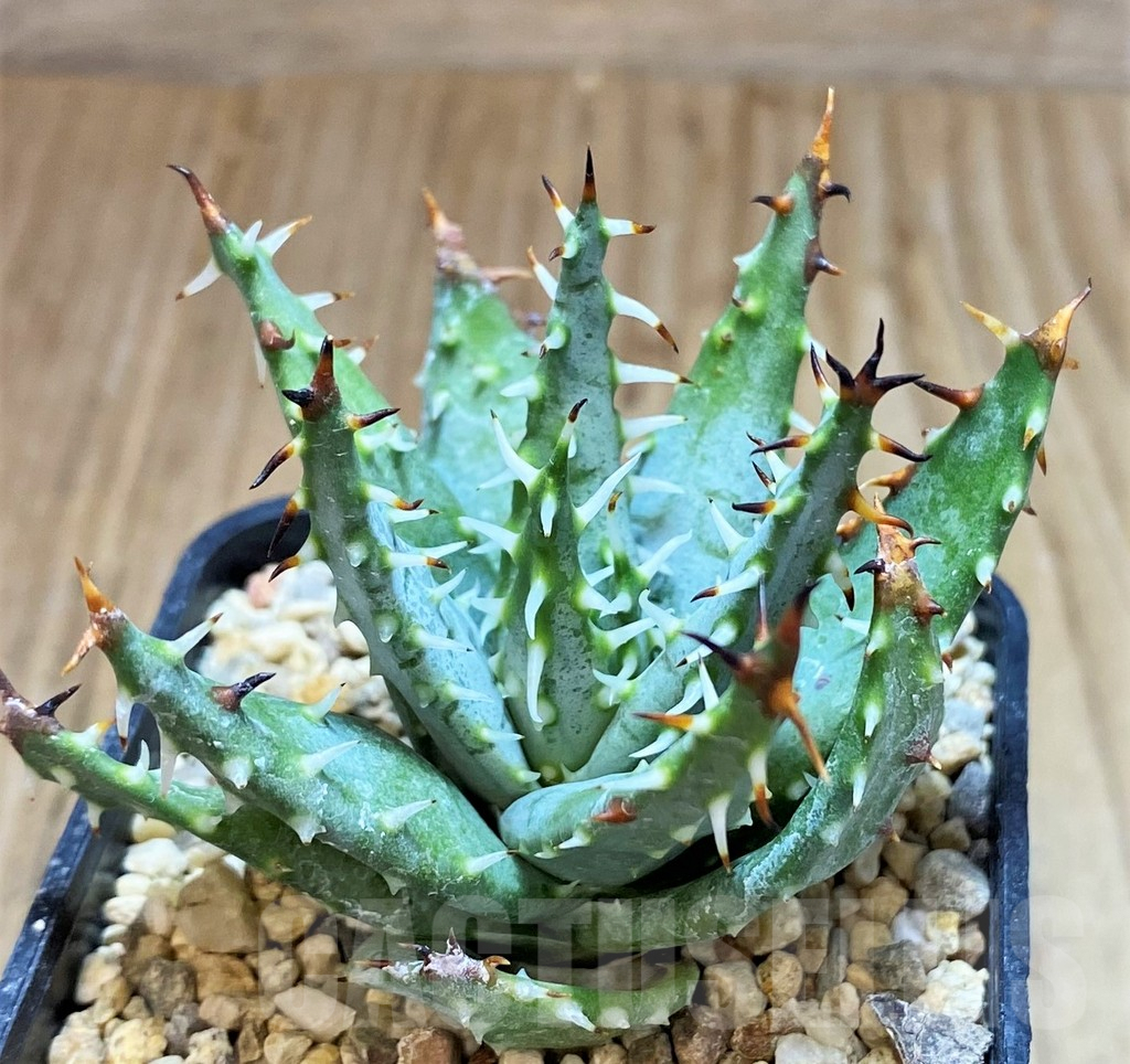 SH2785 Aloe erinacea - Image 2