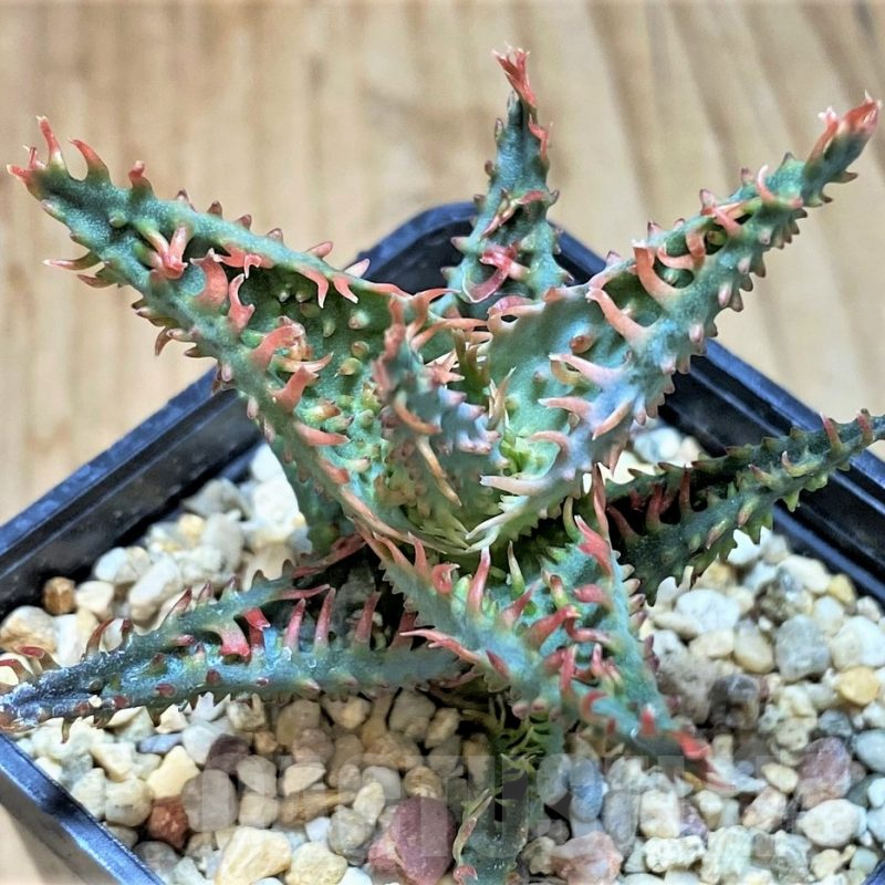 SH2791 Aloe TCT hybrid