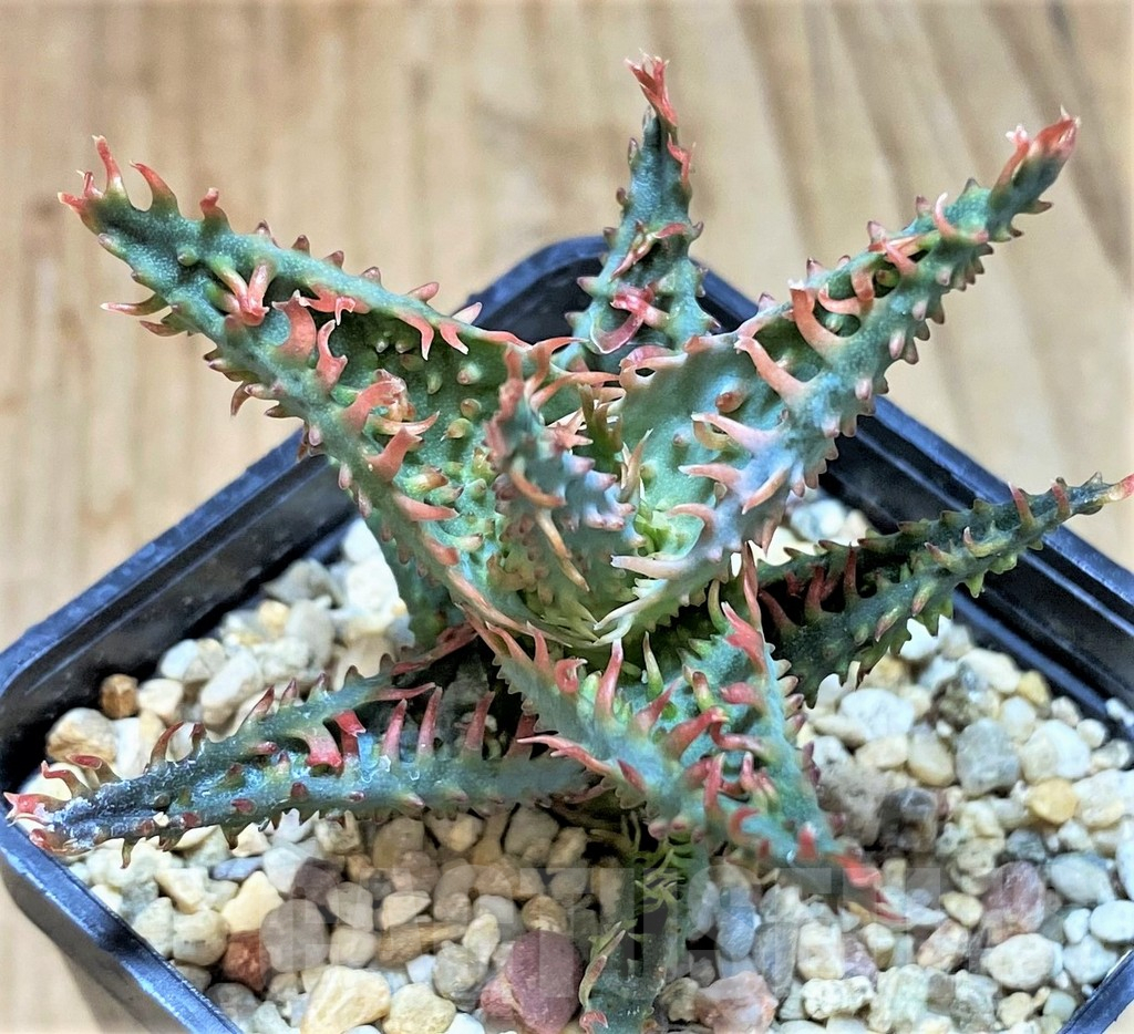 SH2791 Aloe TCT hybrid
