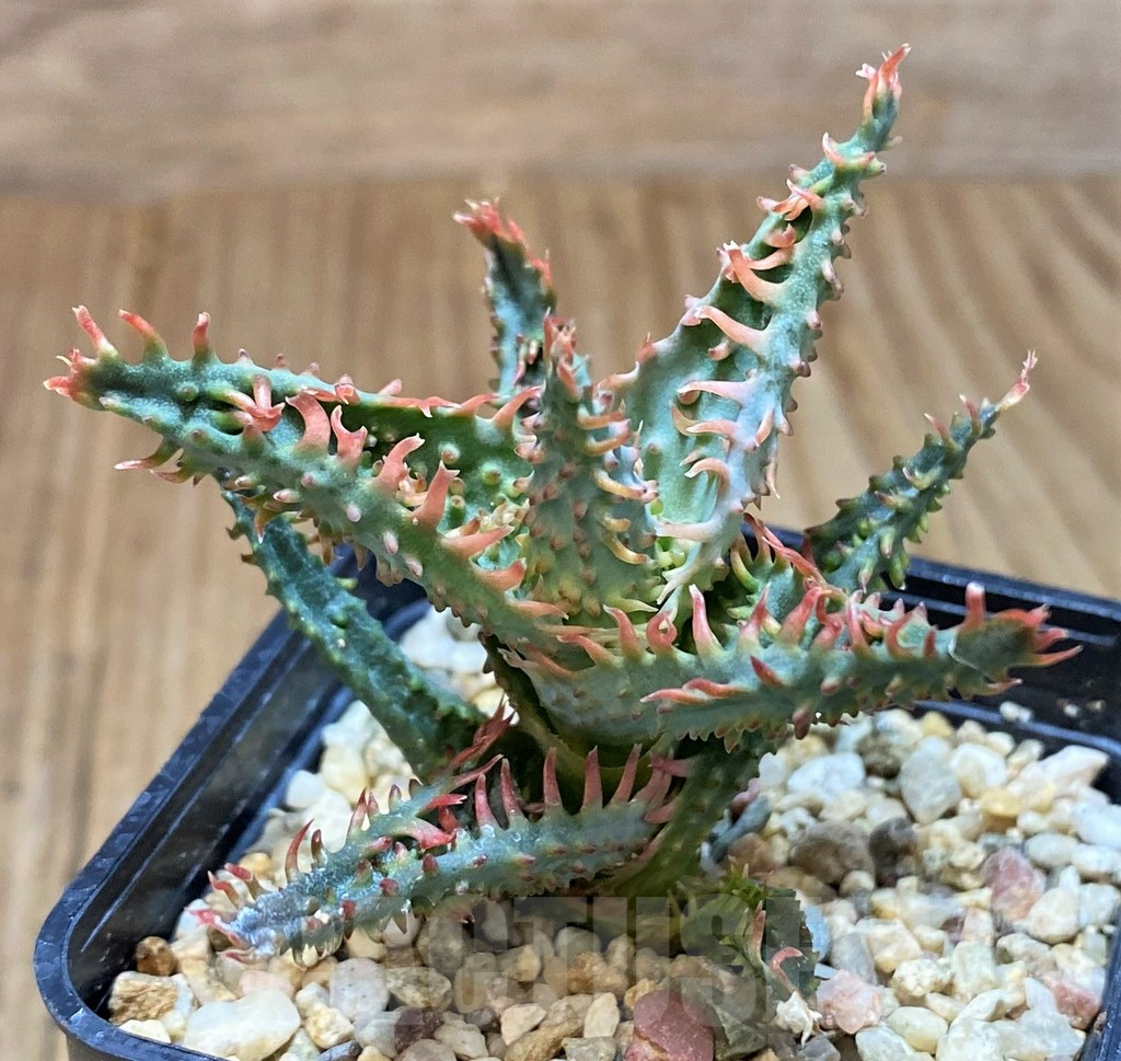 SH2791 Aloe TCT hybrid - immagine 2