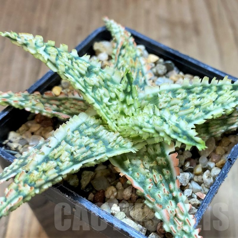 SH2792 Aloe TCT hybrid