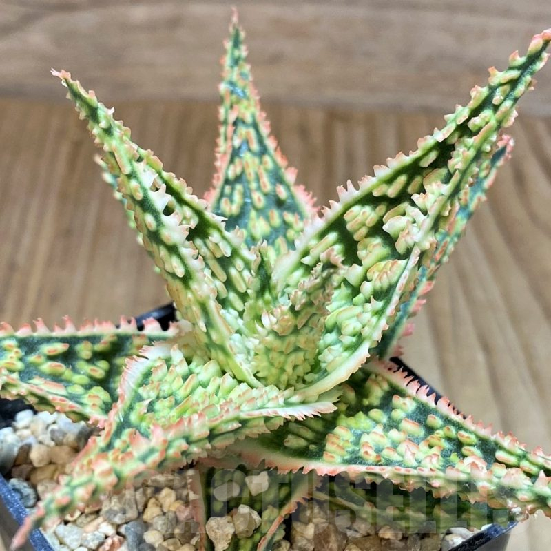 SH2793 Aloe TCT hybrid