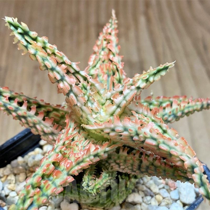 SH2794 Aloe TCT hybrid