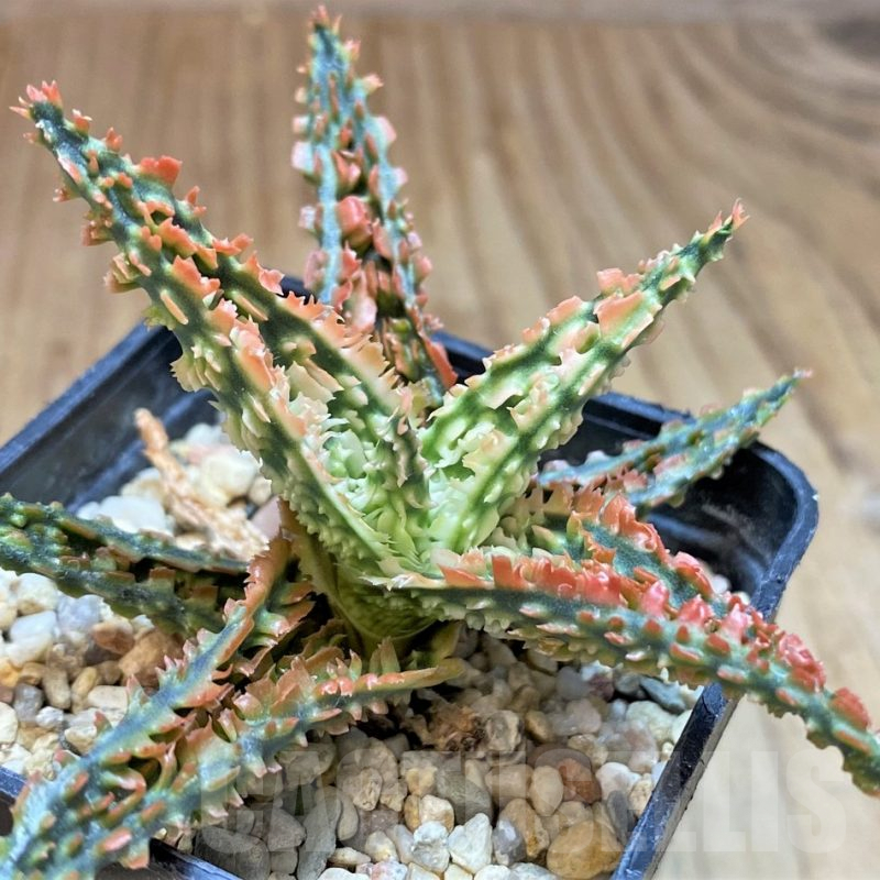 SH2796 Aloe TCT hybrid