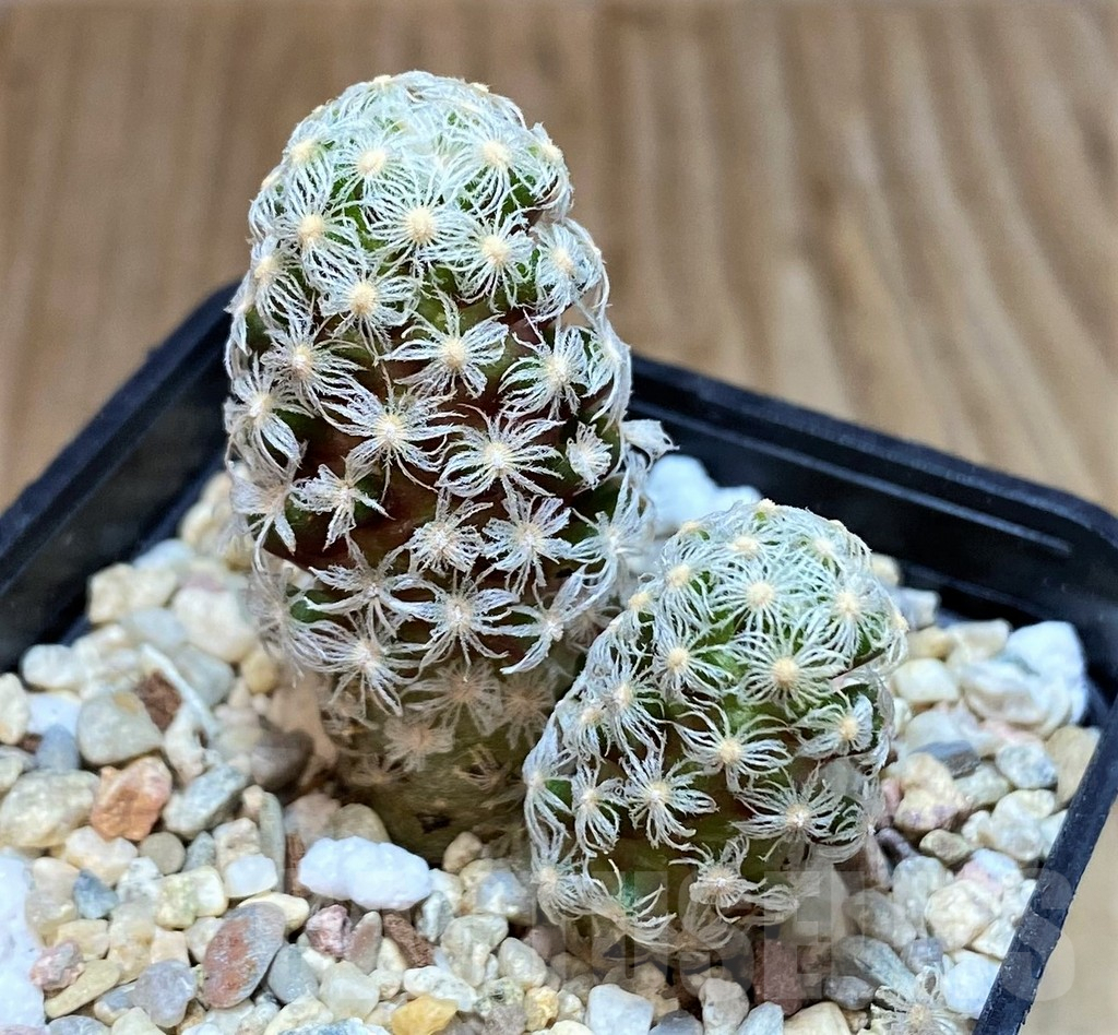 SH2733 Mammillaria theresae v. minima