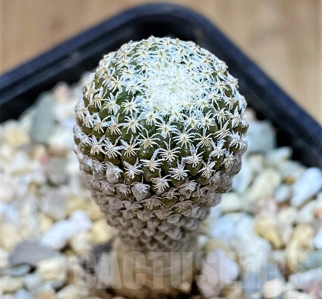 SH2739 Pelecyphora strobiliformis