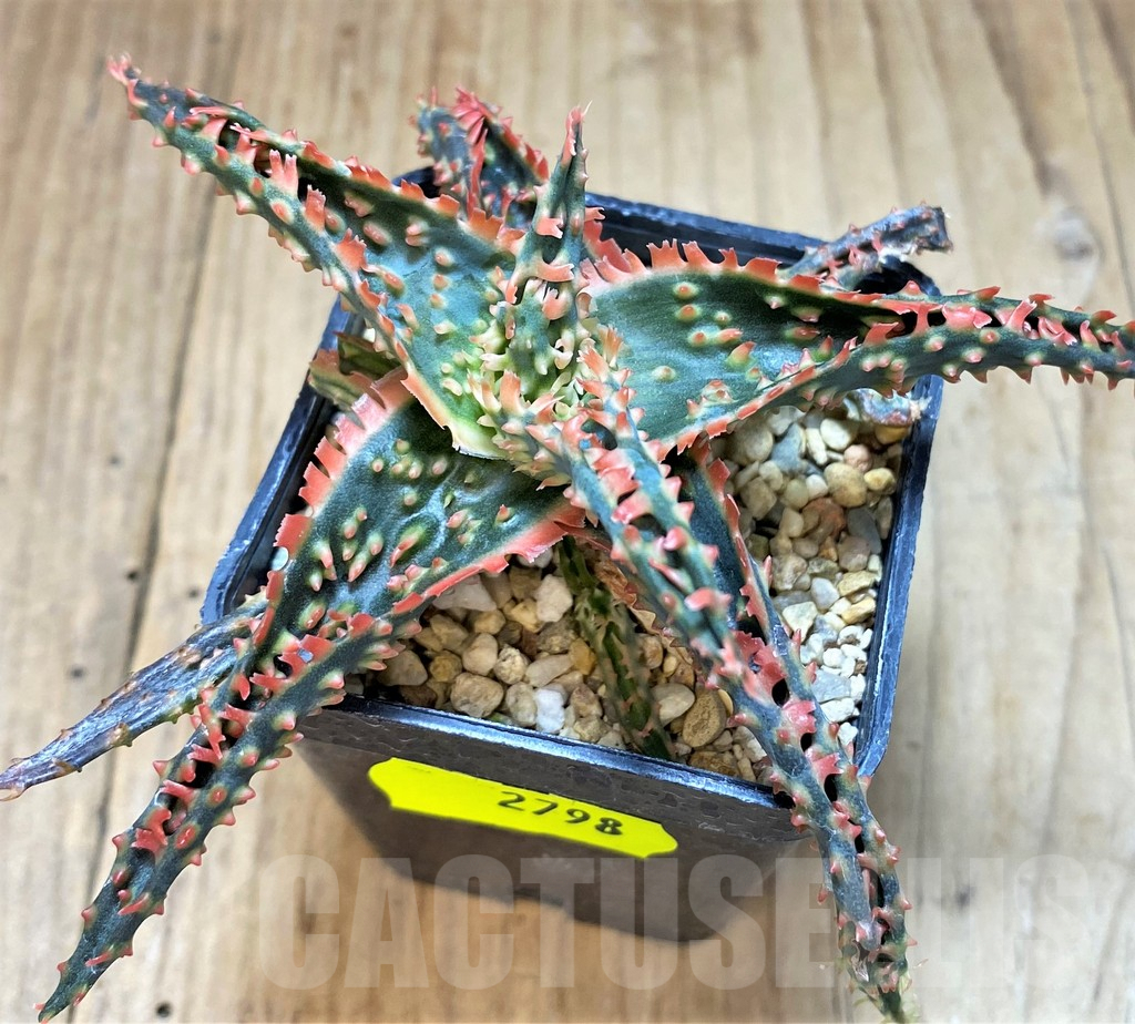 SH2798 Aloe TCT hybrid - 画像 (2)