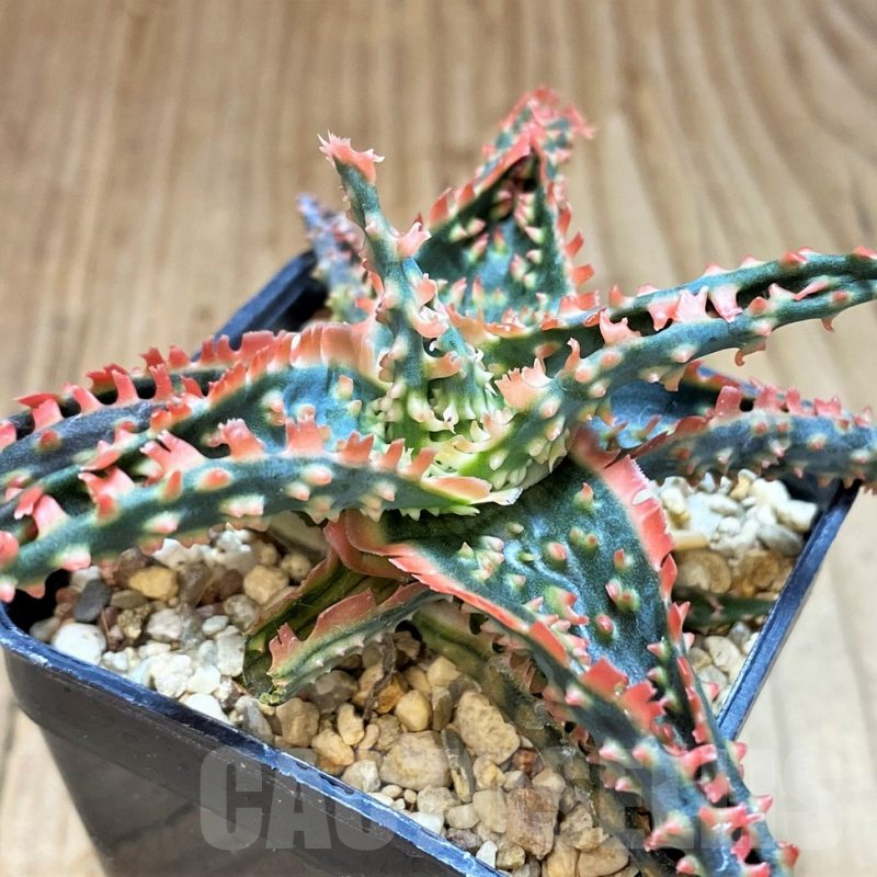 SH2798 Aloe TCT hybrid