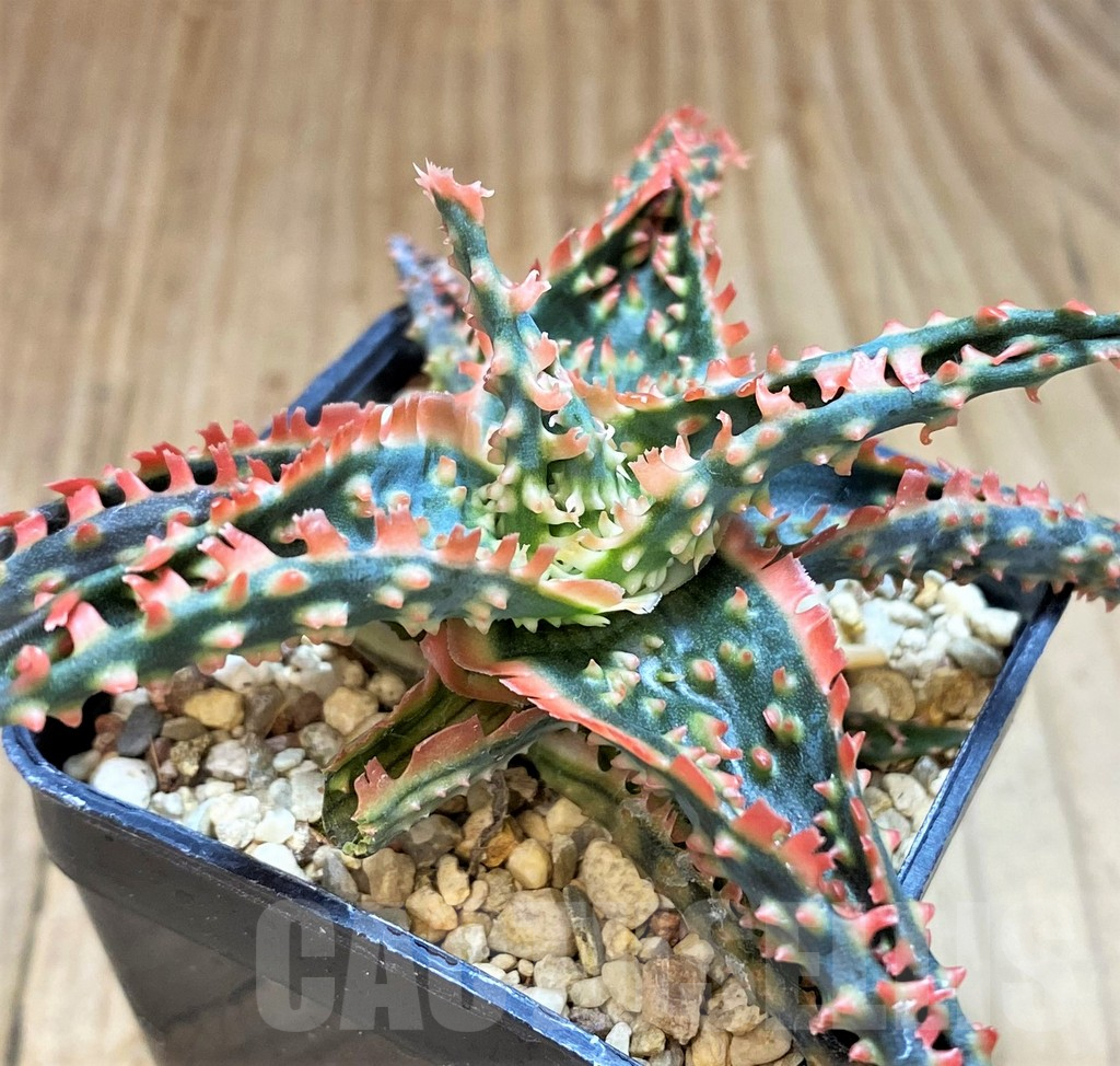 SH2798 Aloe TCT hybrid