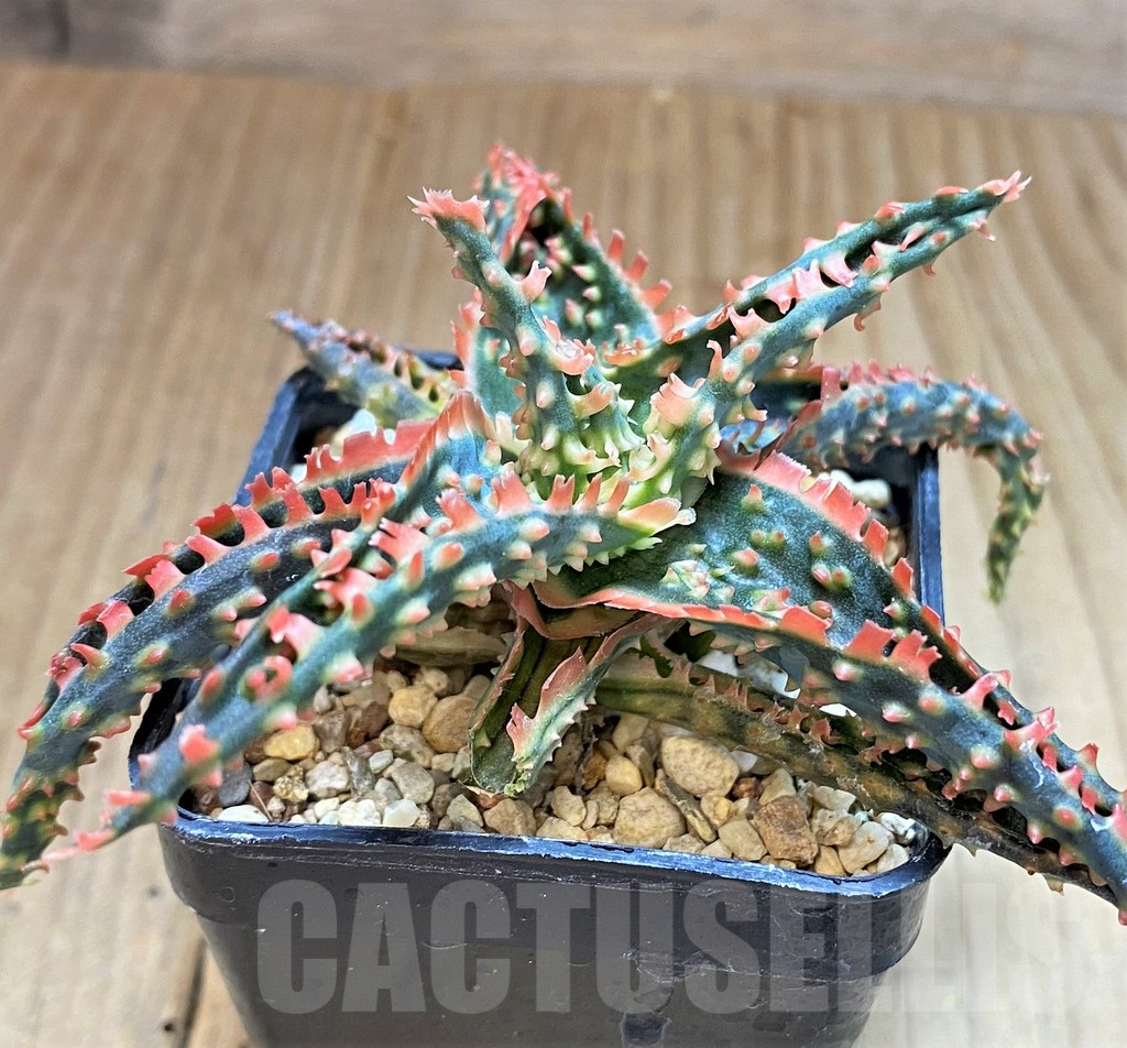 SH2798 Aloe TCT hybrid - 画像 (3)