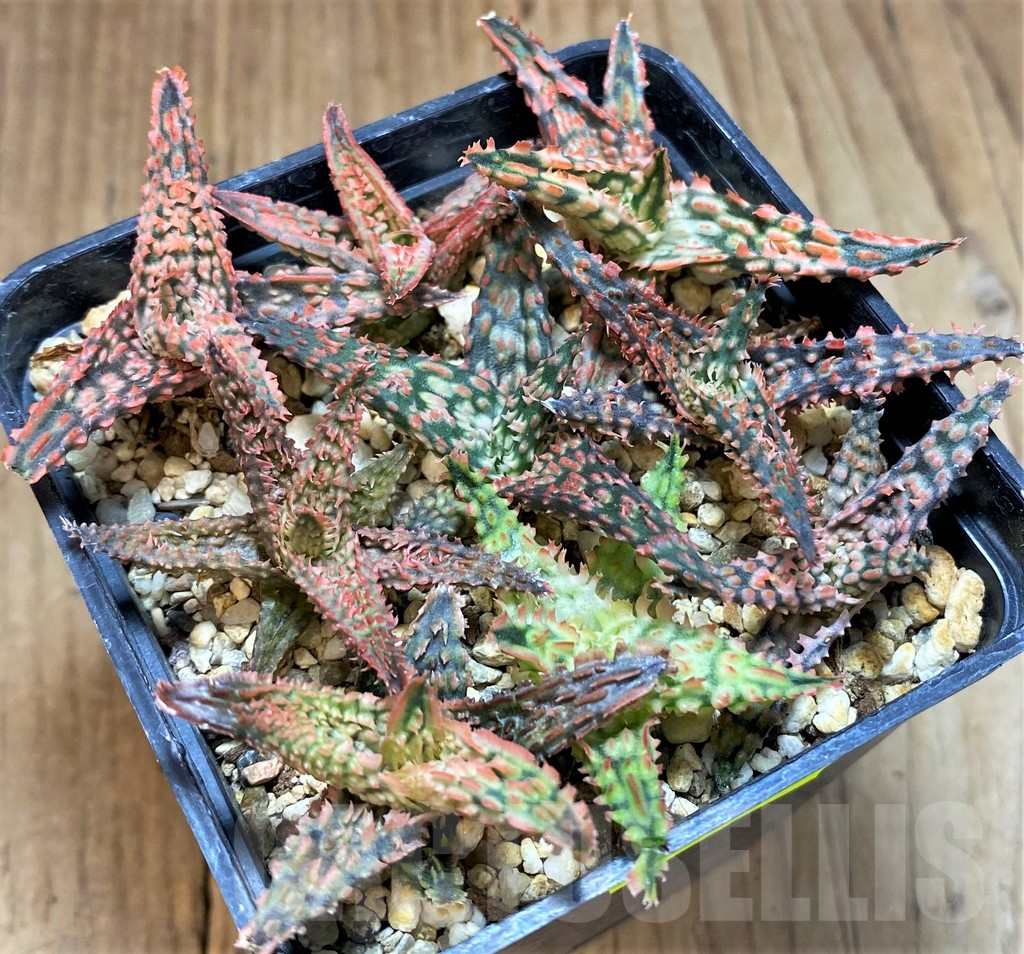 SH2799 Aloe TCT hybrid mix - immagine 2