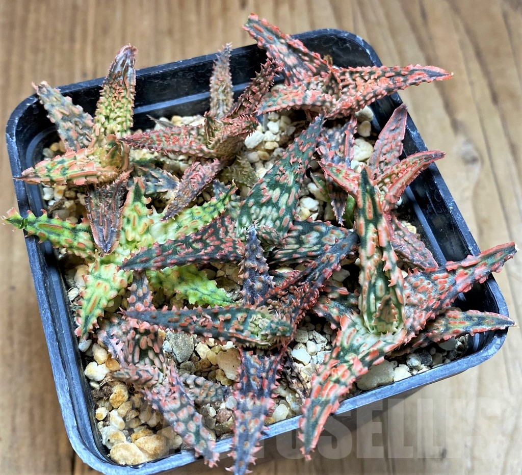 SH2799 Aloe TCT hybrid mix - immagine 3