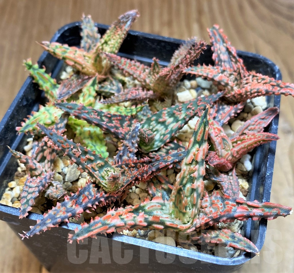 SH2799 Aloe TCT hybrid mix