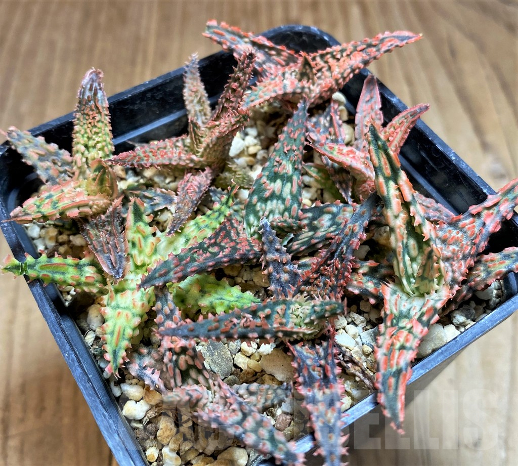 SH2799 Aloe TCT hybrid mix - immagine 4