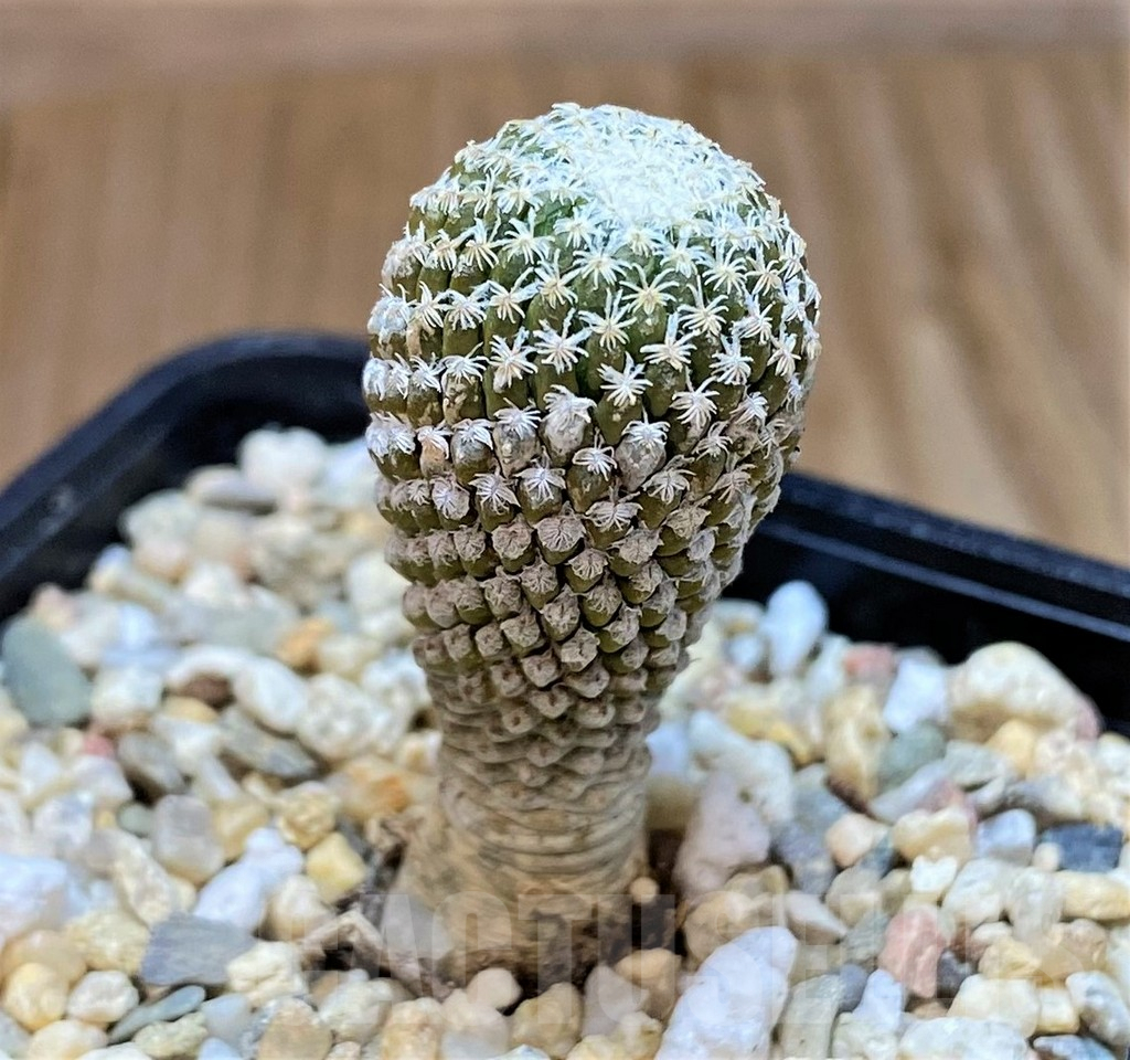 SH2739 Pelecyphora strobiliformis - Image 2