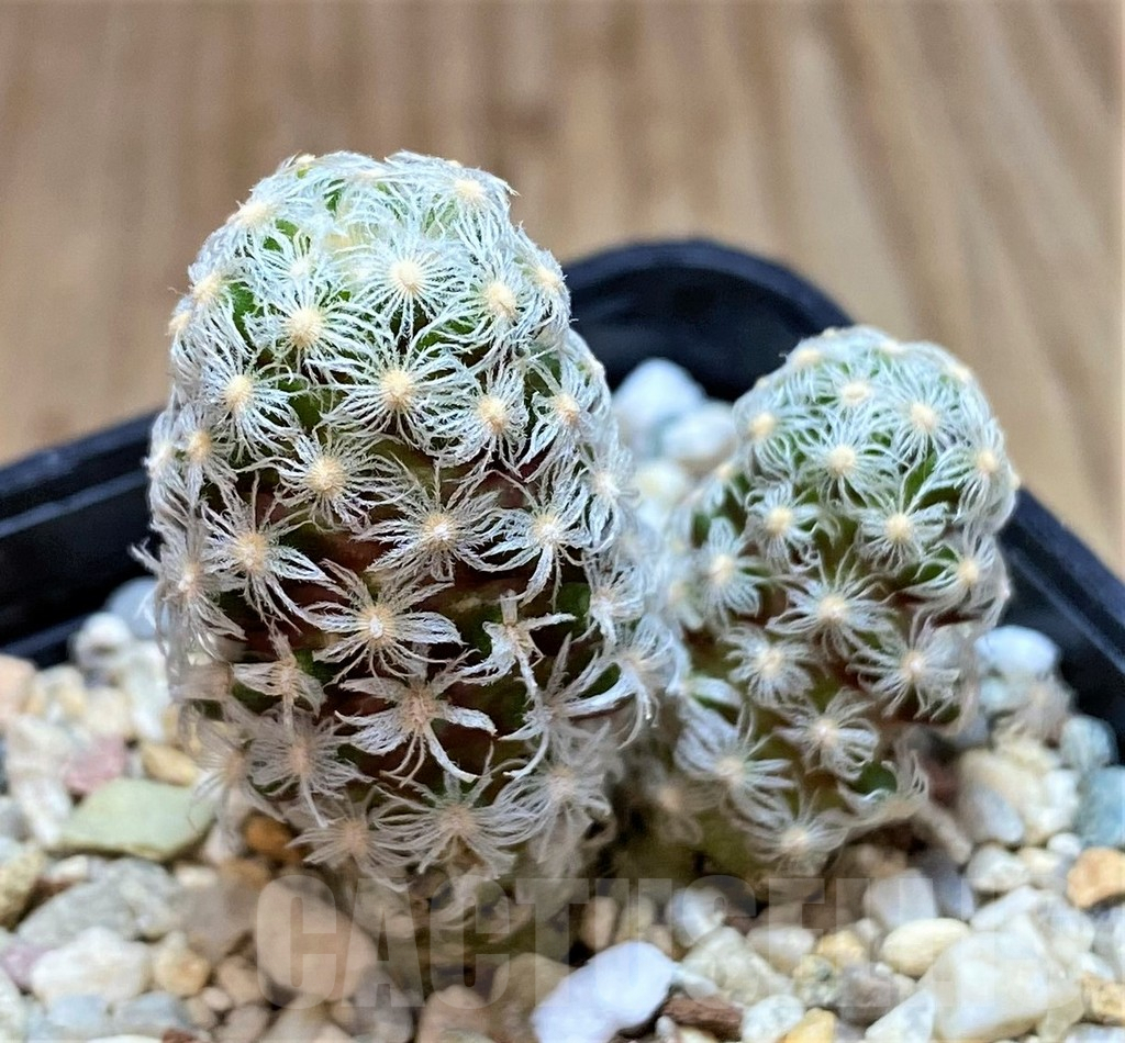 SH2733 Mammillaria theresae v. minima - Image 2