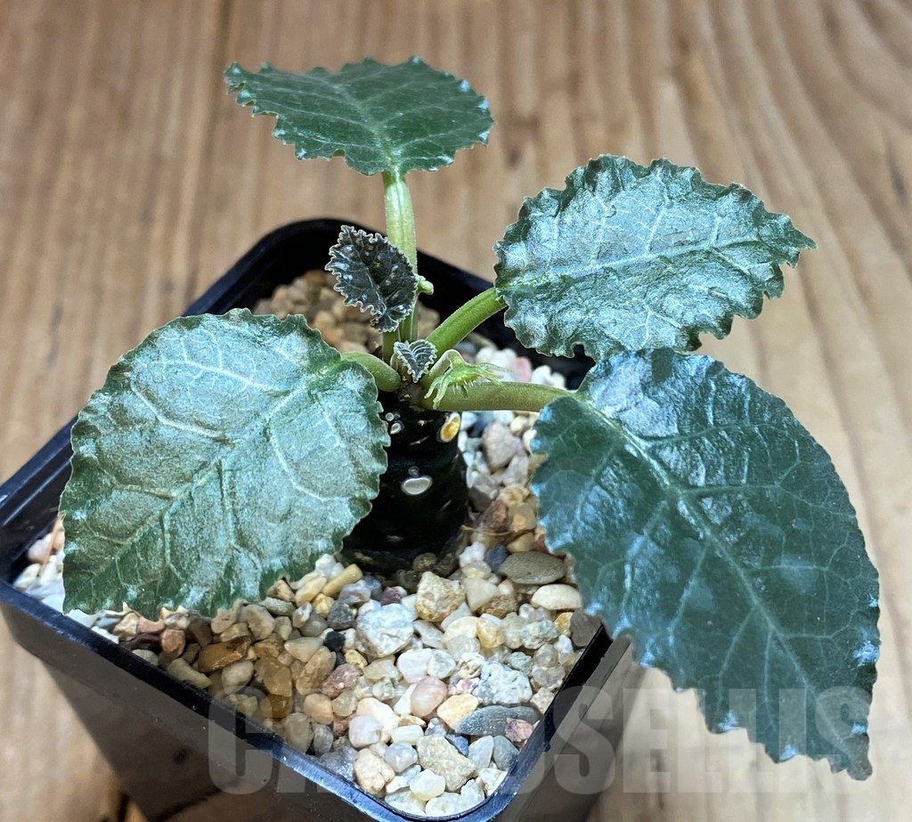 SH2743 Dorstenia hybrid