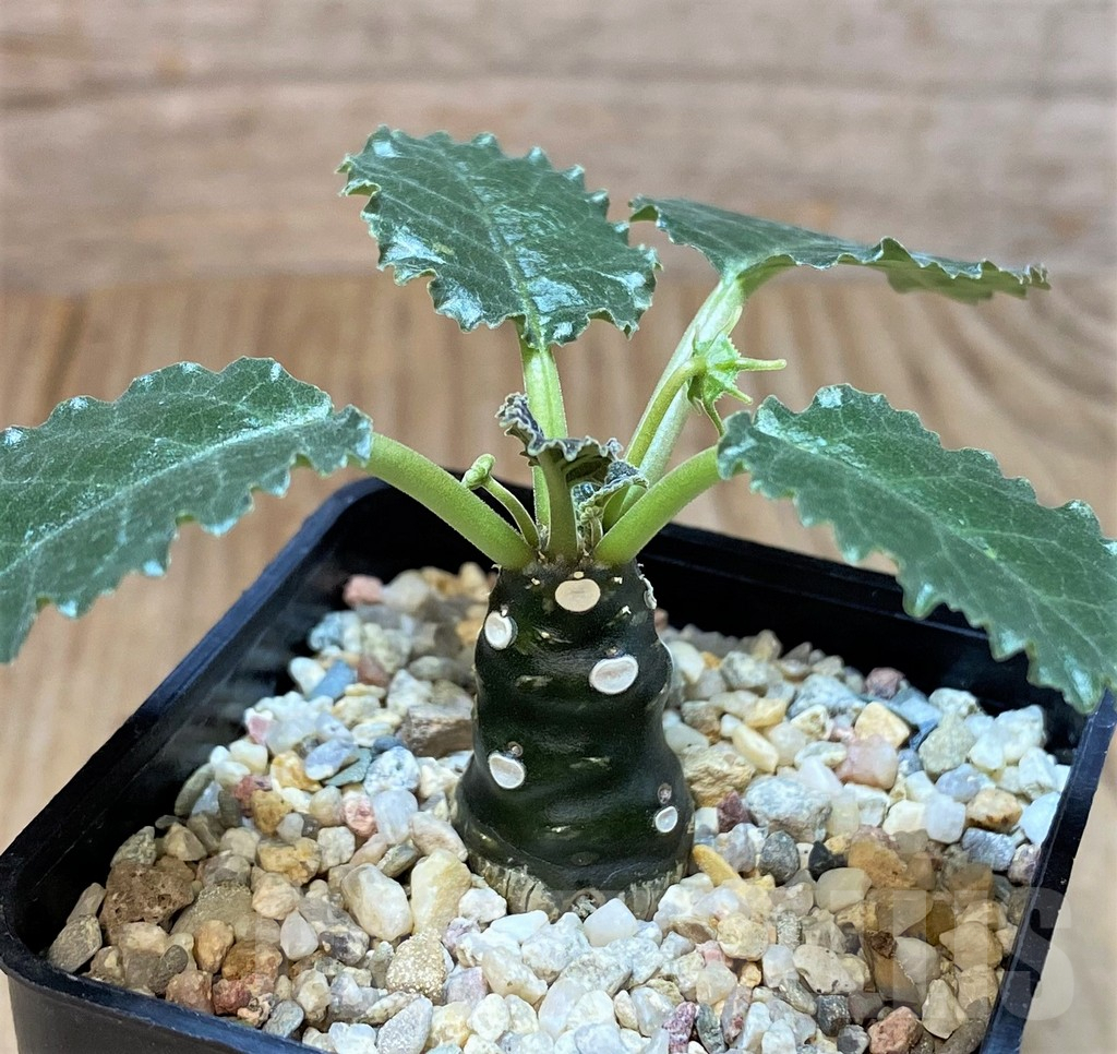 SH2743 Dorstenia hybrid - Obrázek 2