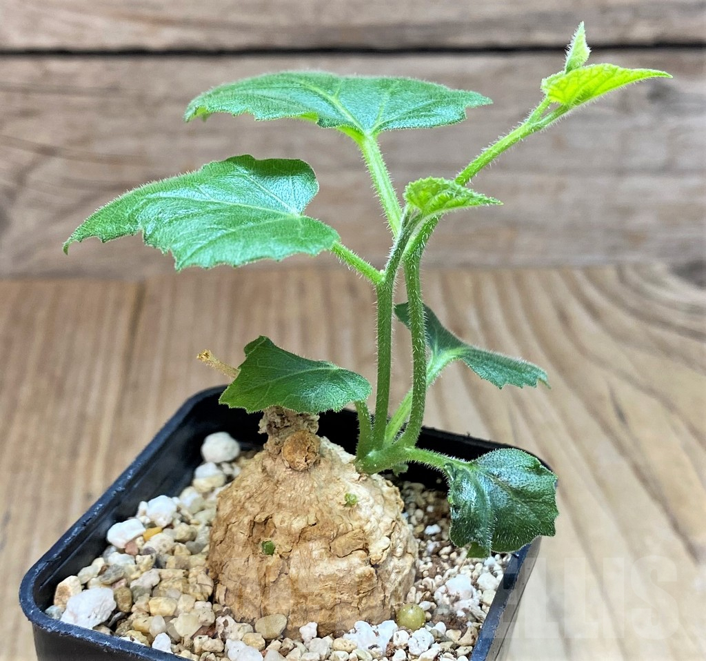 SH2744 Coccinia mildbraedii - Image 2