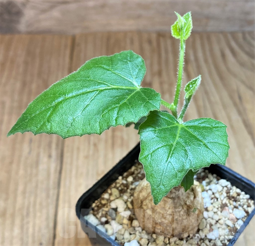 SH2744 Coccinia mildbraedii