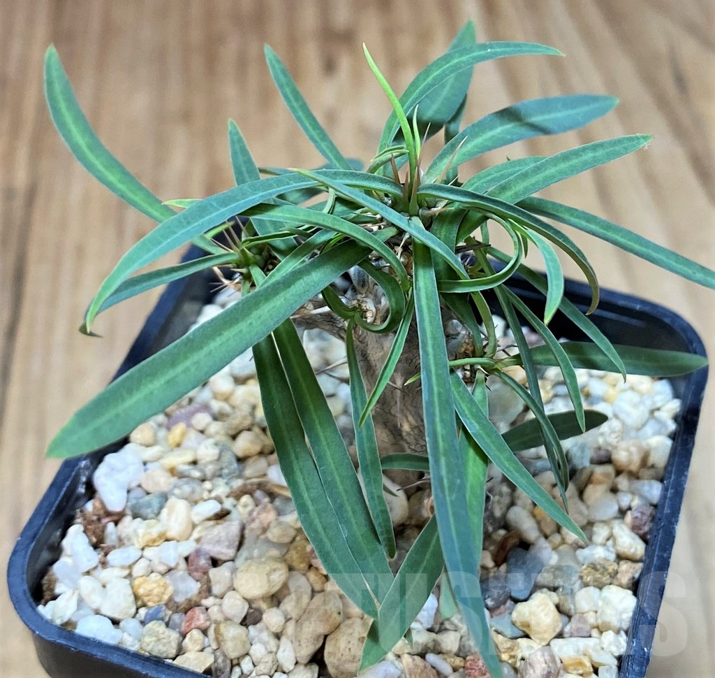 SH2745 Euphorbia gottlebei - Imagen 2