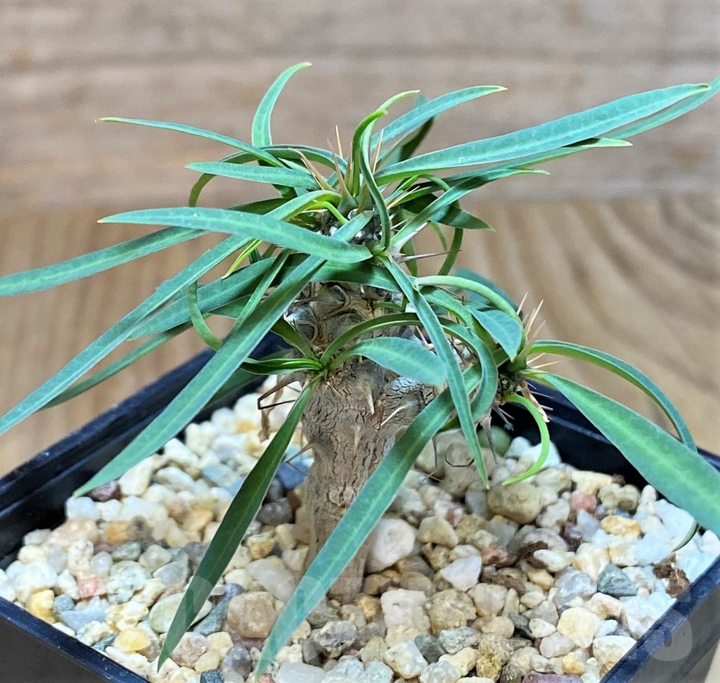 SH2745 Euphorbia gottlebei