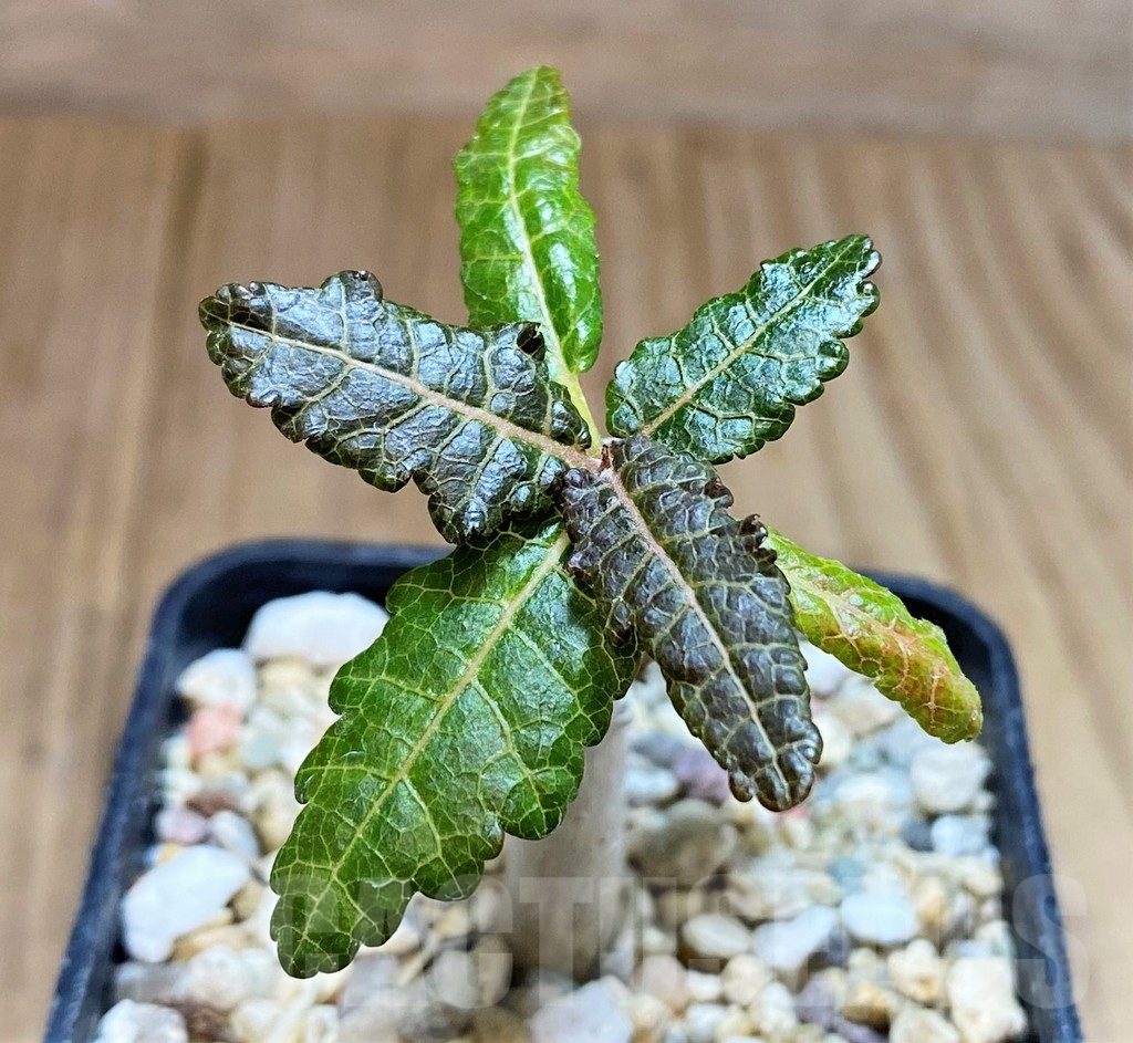 SH2746 Boswellia nana